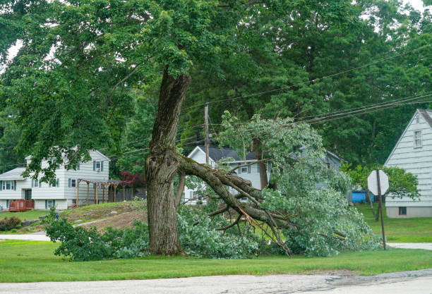 Professional Tree Services in Maywood Park, OR